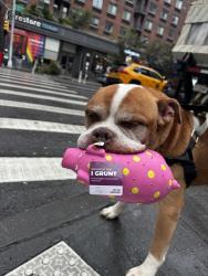 Shelter Stray Male Dog last seen Park Ave & E 115th St, NEW YORK, NY, 10029, 326 E 110th St, New York, NY 10029, USA