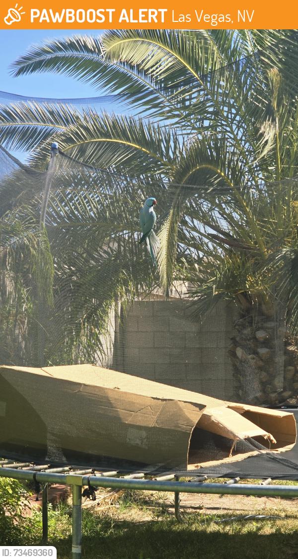 Found/Stray Unknown Bird last seen Elkhorn and Jones, Las Vegas, NV 89131