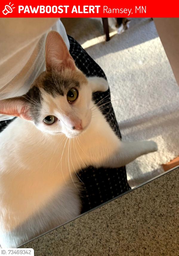 Lost Female Cat last seen Flourine and 179th, Ramsey, MN 55303