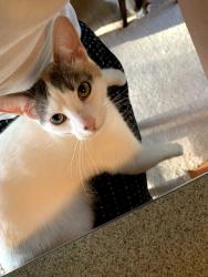 Lost Female Cat last seen Flourine and 179th, Ramsey, MN 55303