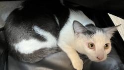 Shelter Stray Female Cat last seen Unknown Street, NEW YORK, NY, 10029, 326 E 110th St, New York, NY 10029, USA