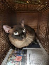 Shelter Stray Unknown Cat last seen Near Norwood Park Boulevard, AUSTIN, TX, 78752, 7201 Levander Loop bldg a, Austin, TX 78702, USA