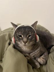 Lost Male Cat last seen Gary and Magma, Queen Creek, AZ 85143