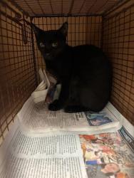 Shelter Stray Female Cat last seen Near Spring Meadow Road, AUSTIN, TX, 78744, 7201 Levander Loop bldg a, Austin, TX 78702, USA