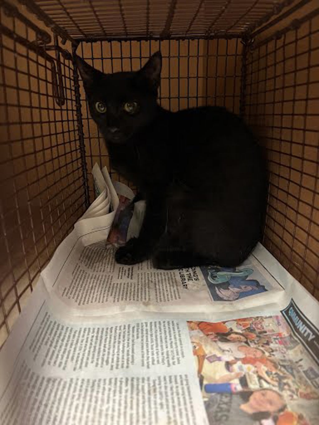 Shelter Stray Female Cat last seen Near Spring Meadow Road, AUSTIN, TX, 78744, 7201 Levander Loop bldg a, Austin, TX 78702, USA