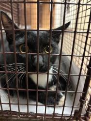 Shelter Stray Male Cat last seen Near Spring Meadow Road, AUSTIN, TX, 78744, 7201 Levander Loop bldg a, Austin, TX 78702, USA