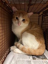 Shelter Stray Male Cat last seen Near Spring Meadow Road, AUSTIN, TX, 78744, 7201 Levander Loop bldg a, Austin, TX 78702, USA