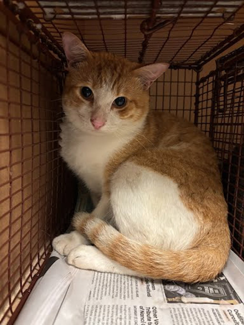 Shelter Stray Male Cat last seen Near Spring Meadow Road, AUSTIN, TX, 78744, 7201 Levander Loop bldg a, Austin, TX 78702, USA