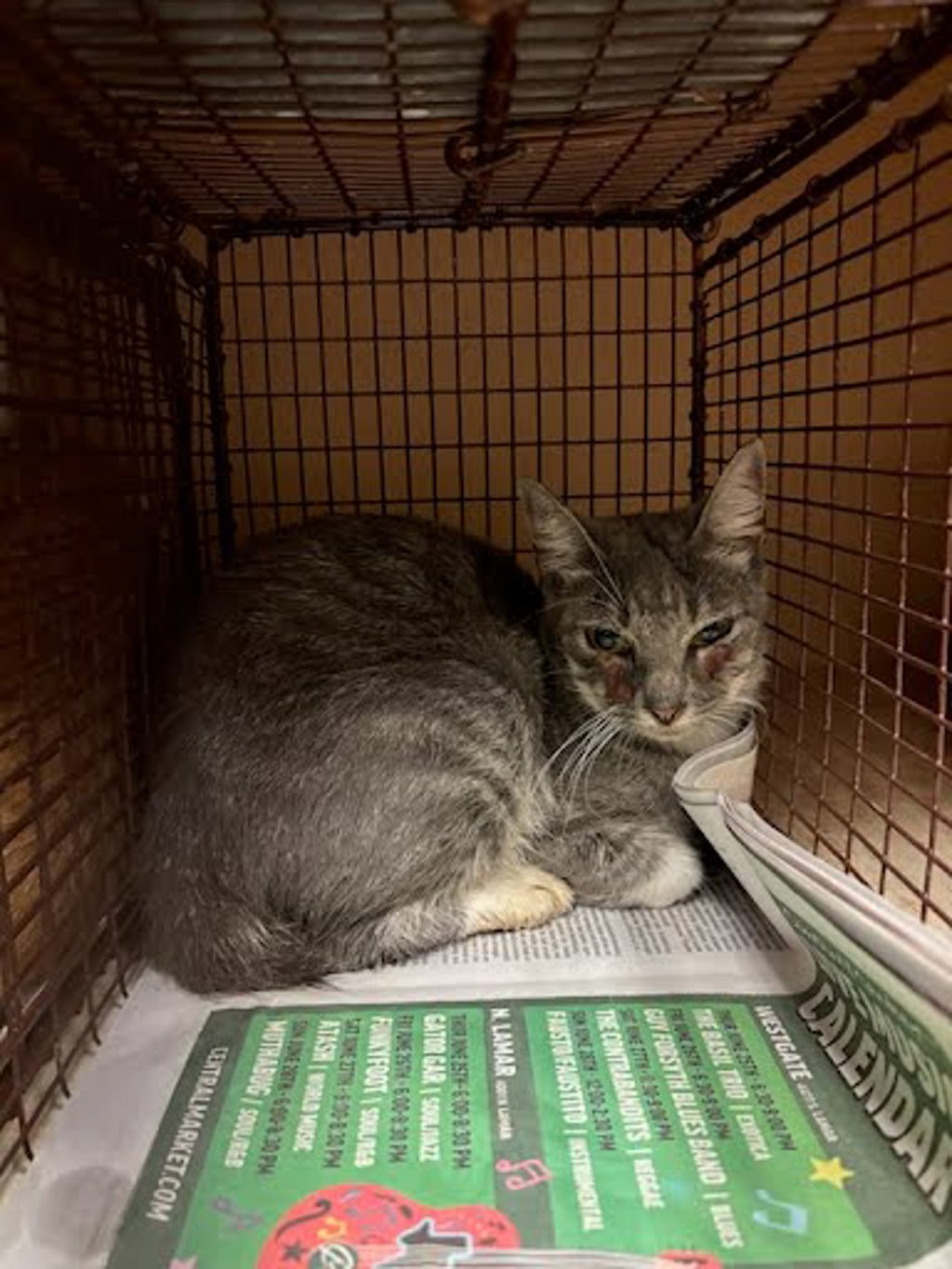 Shelter Stray Female Cat last seen Near Spring Meadow Road, AUSTIN, TX, 78744, 7201 Levander Loop bldg a, Austin, TX 78702, USA