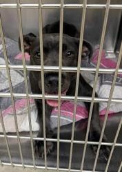 Shelter Stray Unknown Dog last seen Near E Anderson Lane, AUSTIN, TX, 78752, 7201 Levander Loop bldg a, Austin, TX 78702, USA