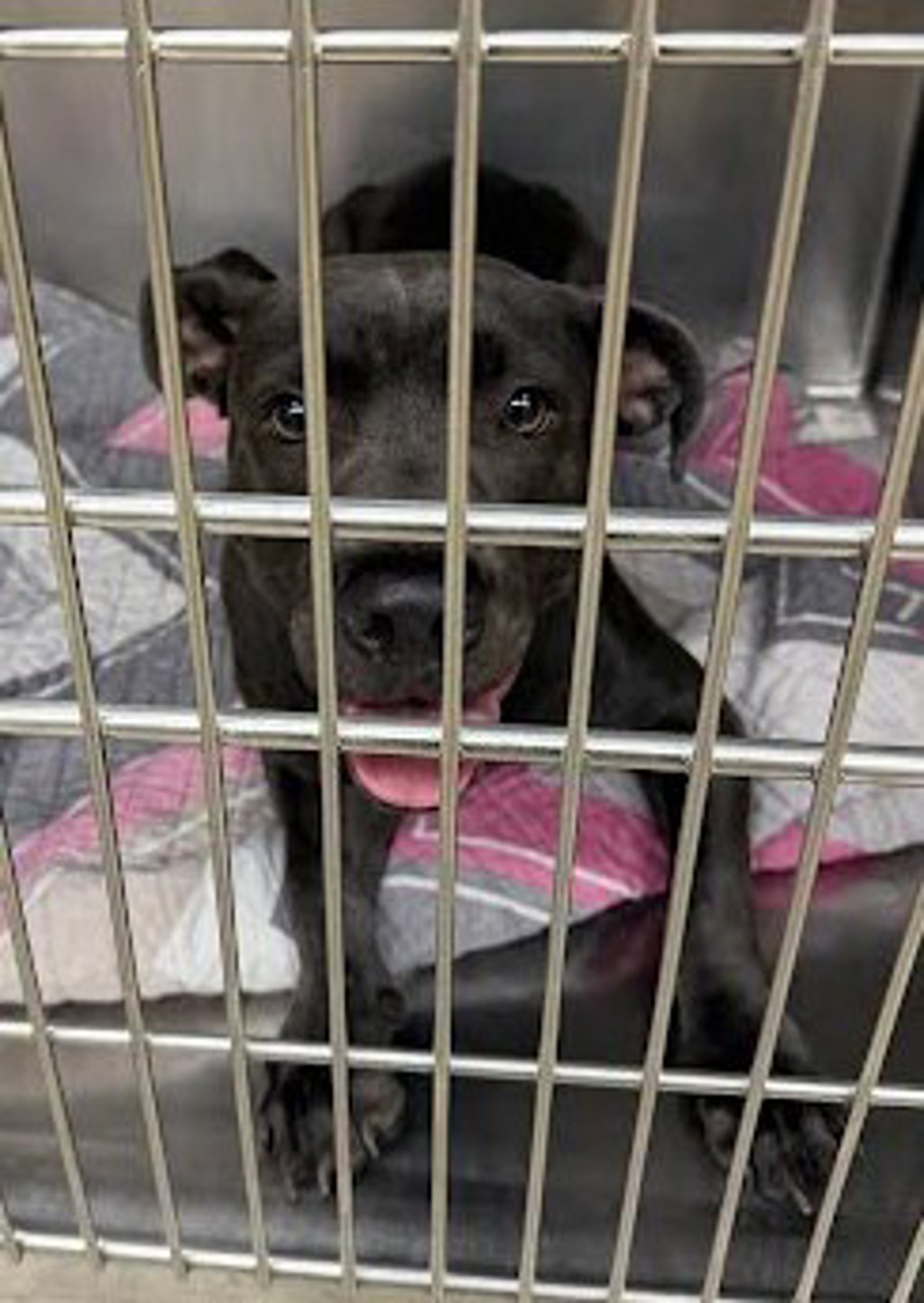 Shelter Stray Unknown Dog last seen Near E Anderson Lane, AUSTIN, TX, 78752, 7201 Levander Loop bldg a, Austin, TX 78702, USA