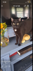 Lost Male Cat last seen Beaumont apmts., Spokane, WA 99223