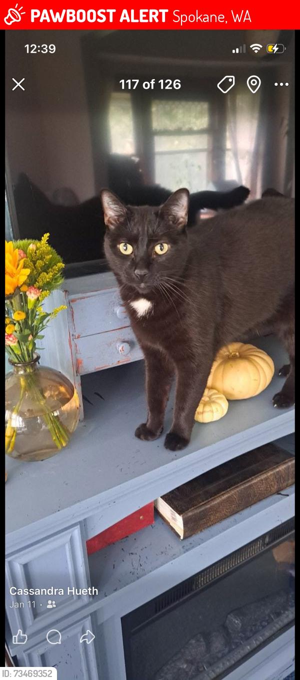 Lost Male Cat last seen Beaumont apmts., Spokane, WA 99223