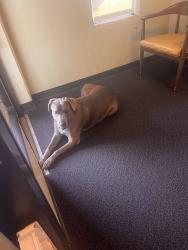 Reunited Male Dog last seen E. Harris Ave, South San Francisco, CA 94080