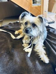 Found/Stray Male Dog last seen jacob, San Rafael, CA 94901