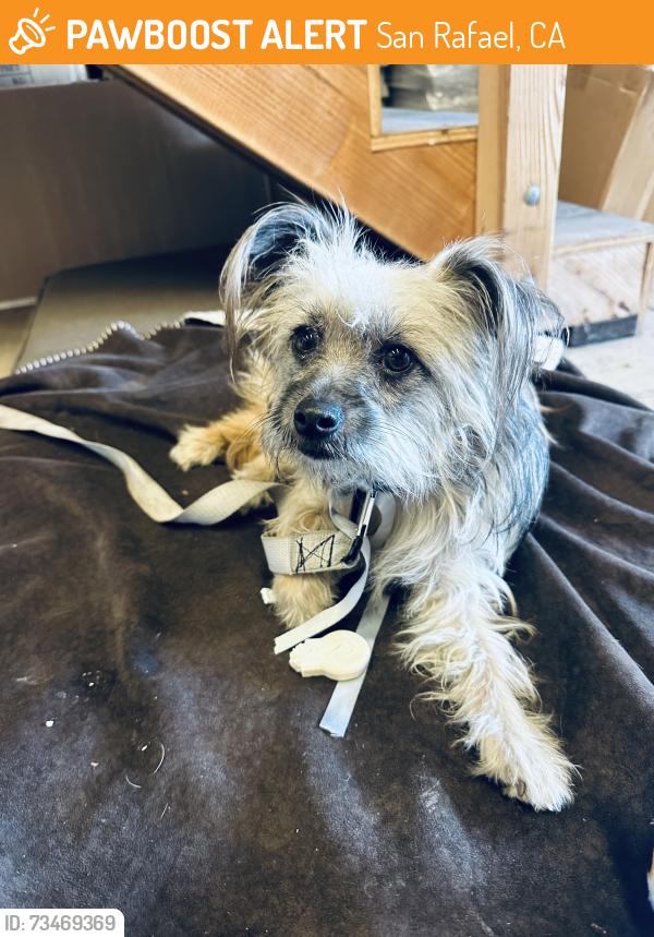 Found/Stray Male Dog last seen jacob, San Rafael, CA 94901