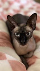 Lost Female Cat last seen Near west 8000 south, Benjamin, UT 84660