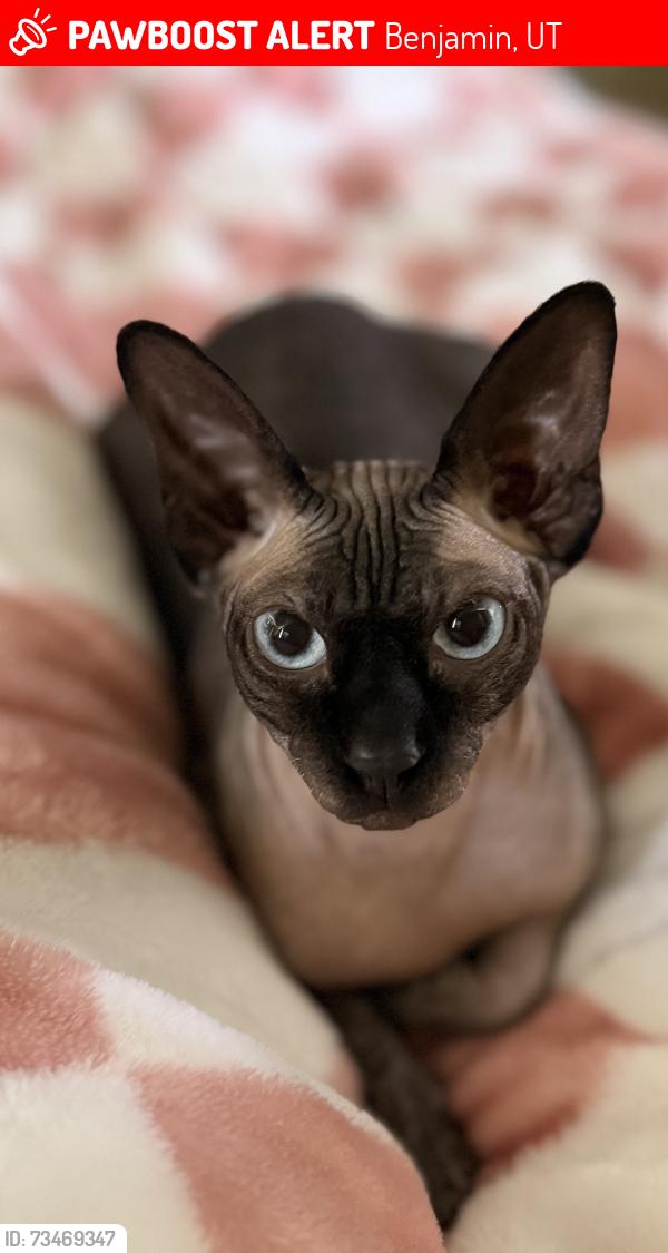 Lost Female Cat last seen Near west 8000 south, Benjamin, UT 84660
