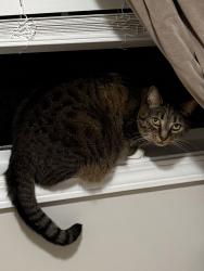 Lost Female Cat last seen Troubadour, Knightdale, NC 27545