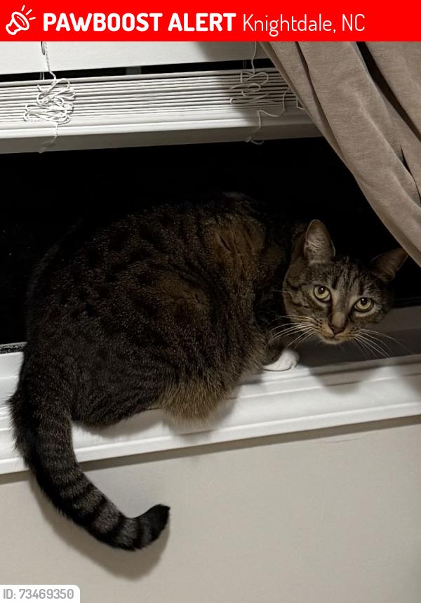 Lost Female Cat last seen Troubadour, Knightdale, NC 27545