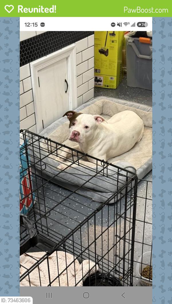 Reunited Male Dog last seen Lindbergh Blvd not far from the Shoprite shopping center, Philadelphia, PA 19153