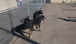 Lost Unknown Dog last seen Alexander Road and Pecos, Las Vegas, NV 89115