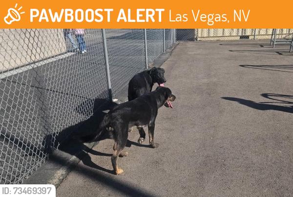 Lost Unknown Dog last seen Alexander Road and Pecos, Las Vegas, NV 89115