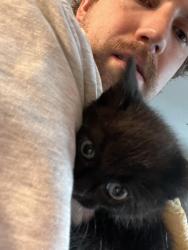 Reunited Unknown Cat last seen The bush near the Japanese maple next to Wells Fargo, Bountiful, UT 84010