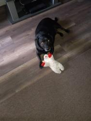 Lost Male Dog last seen Lawndale/Farhill, Killeen, TX 76549