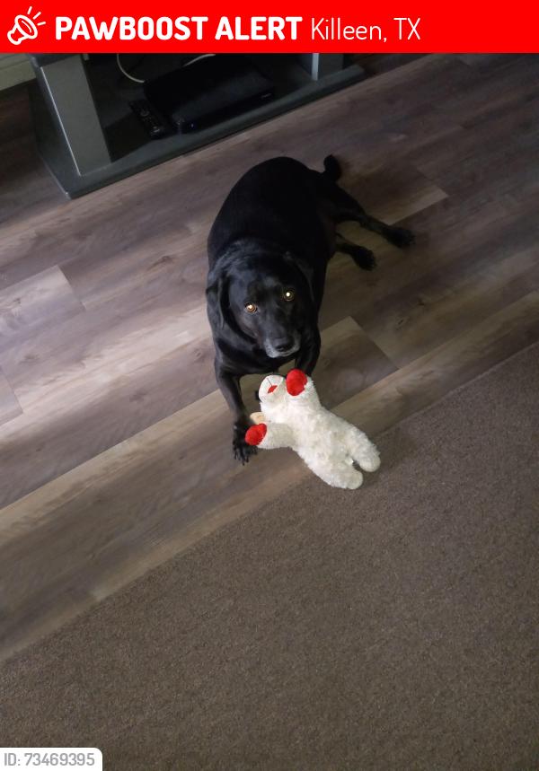 Lost Male Dog last seen Lawndale/Farhill, Killeen, TX 76549