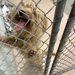 Shelter Stray Male Dog last seen , 1244 N Delsea Dr, Vineland, NJ 08360, USA
