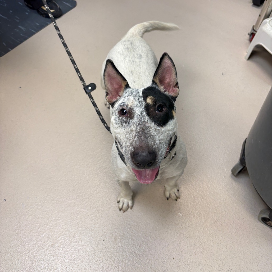 Shelter Stray Female Dog last seen , 1244 N Delsea Dr, Vineland, NJ 08360, USA