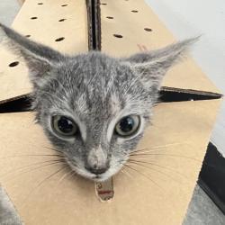 Shelter Stray Unknown Cat last seen , Animal Care & Control Team of Philly, 111 W Hunting Park Ave, Philadelphia, PA 19140, USA