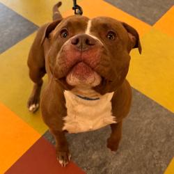 Shelter Stray Male Dog last seen , Animal Care & Control Team of Philly, 111 W Hunting Park Ave, Philadelphia, PA 19140, USA