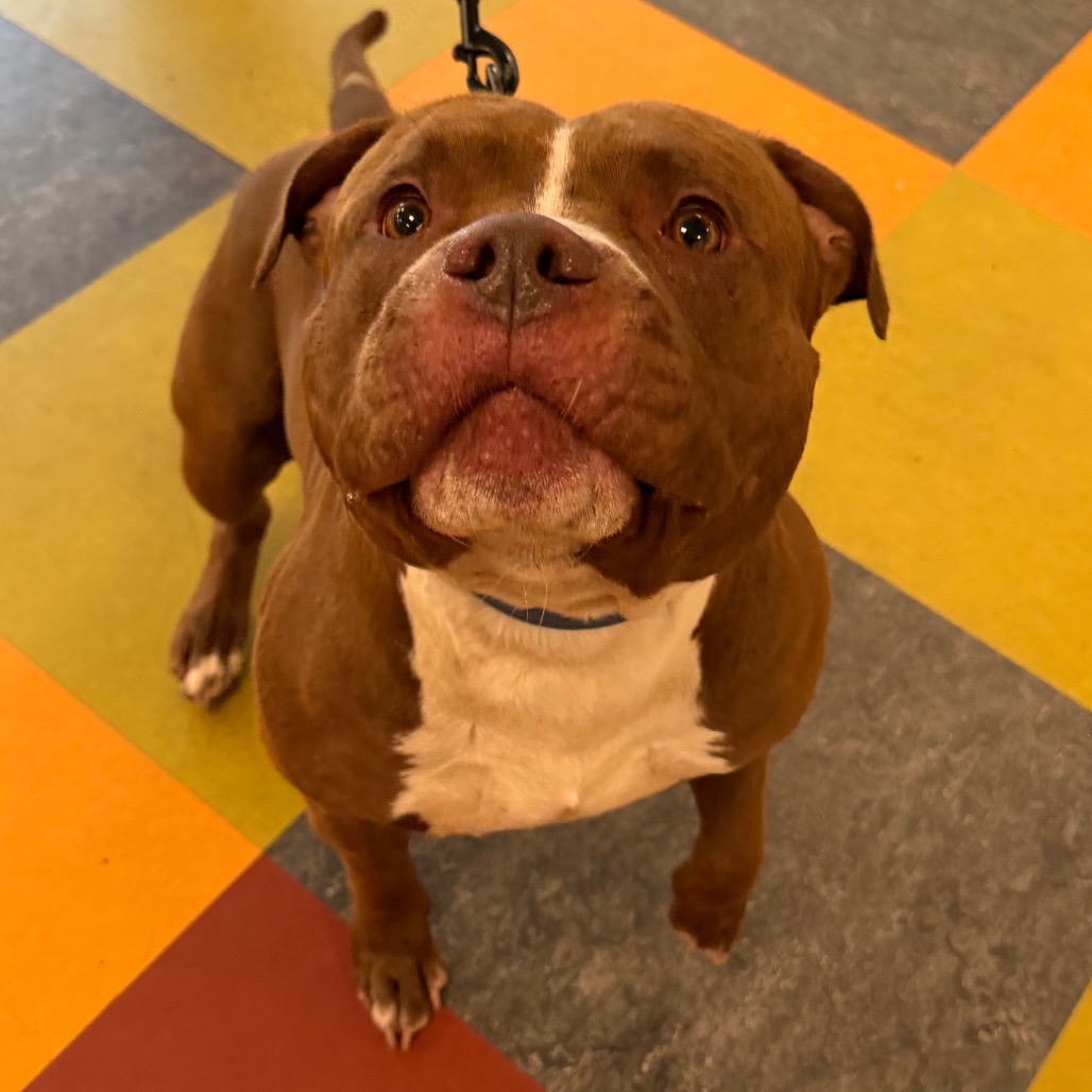 Shelter Stray Male Dog last seen , Animal Care & Control Team of Philly, 111 W Hunting Park Ave, Philadelphia, PA 19140, USA