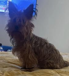 Lost Male Dog last seen Wulstone rd Haslet texas, Haslet, TX 76052