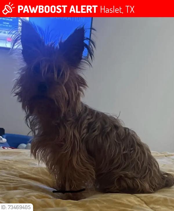 Lost Male Dog last seen Wulstone rd Haslet texas, Haslet, TX 76052
