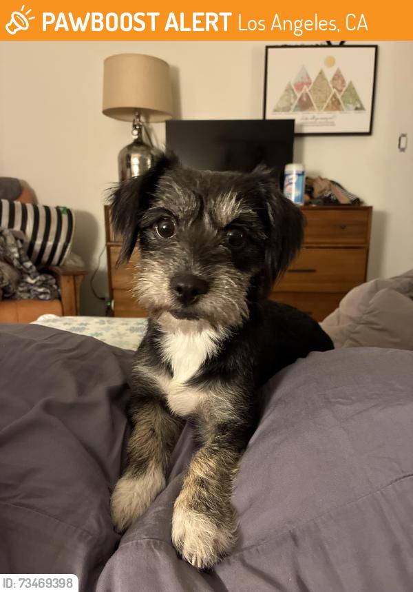 Found/Stray Female Dog last seen Near freeway south of Los Angeles, Los Angeles, CA 90247