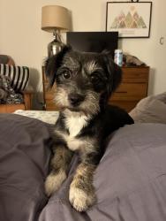 Found/Stray Female Dog last seen Near freeway south of Los Angeles, Los Angeles, CA 90247
