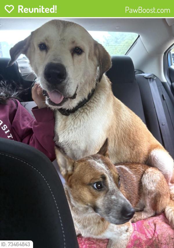 Reunited Unknown Dog last seen FM 2978 and Two Step Blvd, FM2978, TX 77375