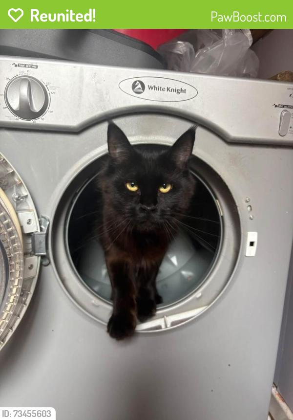 Reunited Female Cat last seen Harpurhey, Harpurhey, England 