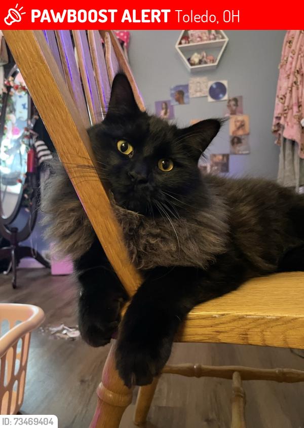 Lost Male Cat last seen Astor Avenue, Beverly, Toledo, OH 43614