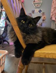 Lost Male Cat last seen Astor Avenue, Beverly, Toledo, OH 43614