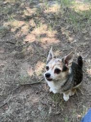 Reunited Female Dog last seen Lakeway and Westpark, Benbrook, TX 76126