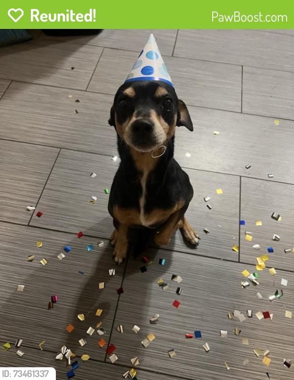 Reunited Male Dog last seen Last seen by the intersection bissonnet and beechnut st, Houston, TX 77074