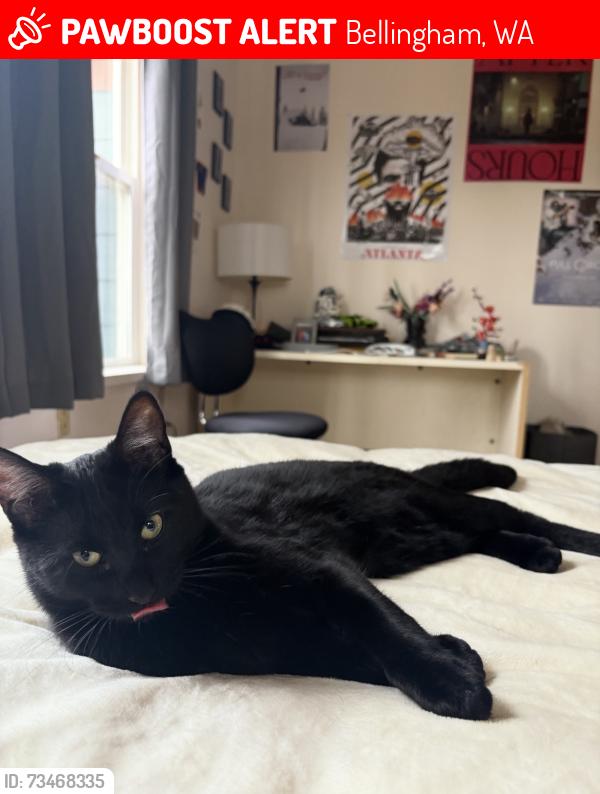 Lost Male Cat last seen Puget neighborhood, Racine area, Bellingham, WA 98229