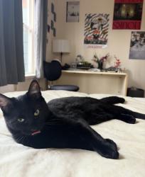 Lost Male Cat last seen Puget neighborhood, Racine area, Bellingham, WA 98229