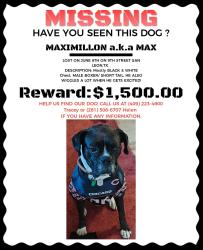 Lost Male Dog last seen Fm517, San Leon, TX 77539