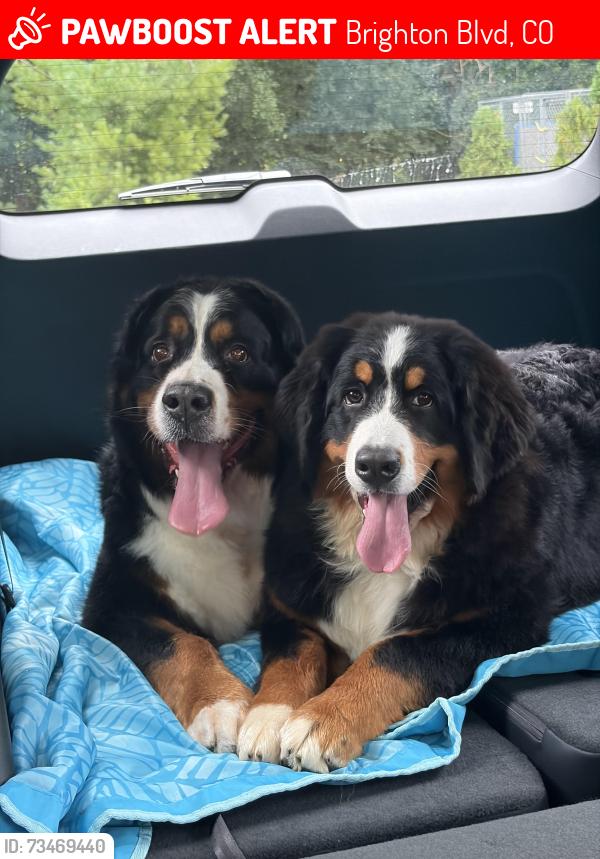 Lost Female Dog last seen 34th st and Brighton Boulevard., Brighton Blvd, CO 80216