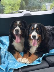 Lost Female Dog last seen 34th st and Brighton Boulevard., Brighton Blvd, CO 80216
